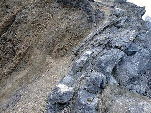 Bloc calcaire fossile avec coquillages cérithes - 2.08 kg